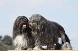 PETIT CHIEN LION 222